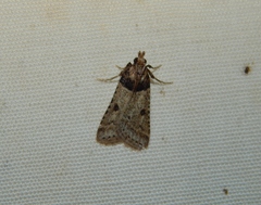 Loryma basalis