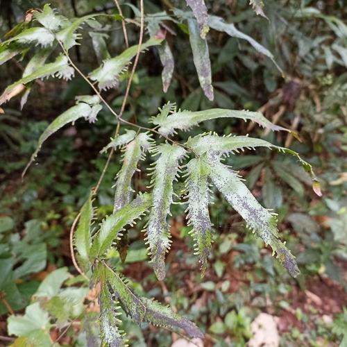 Maidenhair creeper (Lygodium flexuosum)