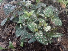 Hypoestes phyllostachya