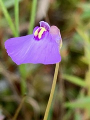 Utricularia barkeri