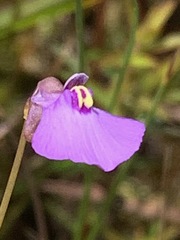 Utricularia barkeri
