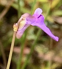 Utricularia barkeri