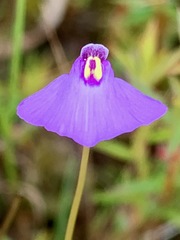 Utricularia barkeri