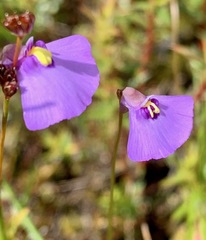 Utricularia barkeri