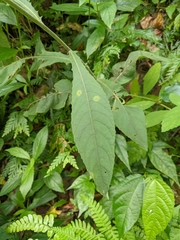 Blumea formosana