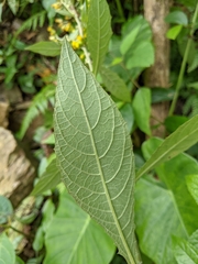 Blumea formosana