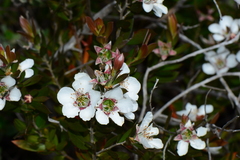 Leptospermum turbinatum
