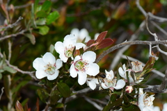 Leptospermum turbinatum