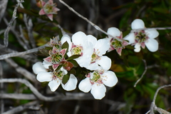 Leptospermum turbinatum