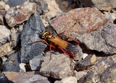 Sphictostethus nitidus