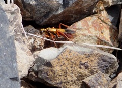 Sphictostethus nitidus