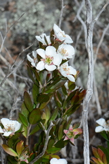 Leptospermum turbinatum