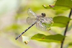 Hemigomphus comitatus