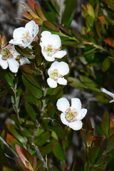 Leptospermum turbinatum