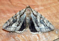 Catocala retecta