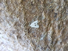 Thallarcha macilenta