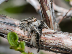 Pseudomogrus vittatus