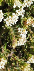 Pimelea oreophila
