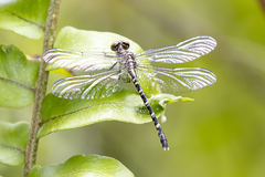 Hemigomphus comitatus