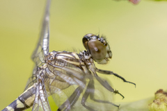 Hemigomphus comitatus