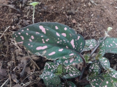 Hypoestes phyllostachya
