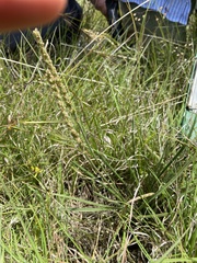 Plantago gaudichaudii