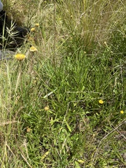 Coronidium gunnianum