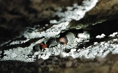 Lampropeltis alterna