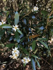 Olearia persoonioides