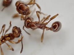 Chelaner antarcticus