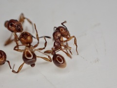 Chelaner antarcticus