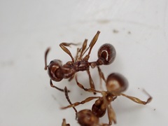 Chelaner antarcticus