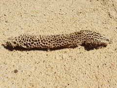 Holopsamma laminaefavosa