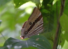 Amathusia ochraceofusca