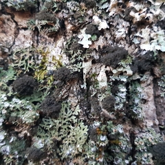 Ricasolia amplissima