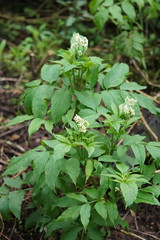 Sambucus gaudichaudiana