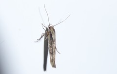 Stathmopoda plumbiflua