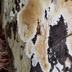 Dacryobolus karstenii