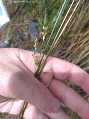 Juncus semisolidus