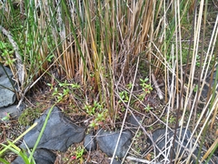 Juncus semisolidus