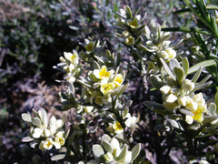 Thymelaea tartonraira