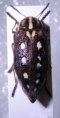 Neojulodis picta