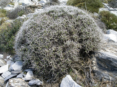 Hormathophylla spinosa