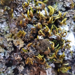 Ricasolia amplissima