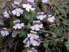 Chaenorhinum villosum
