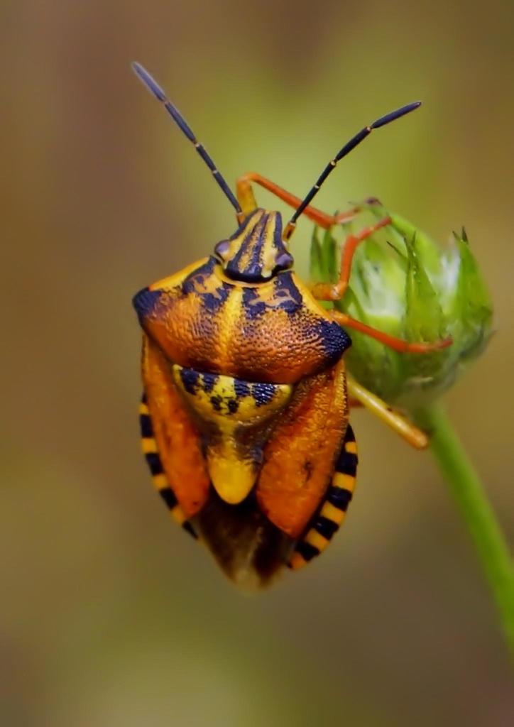 Carpocoris purpureipennis (Arthropodes du CO Vuillonnex) · iNaturalist