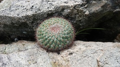 Mammillaria standleyi
