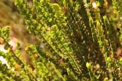 Cliffortia pulchella