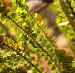 Cliffortia pulchella