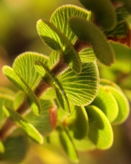 Cliffortia pulchella